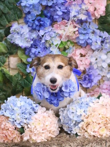 20250626こはるちゃん